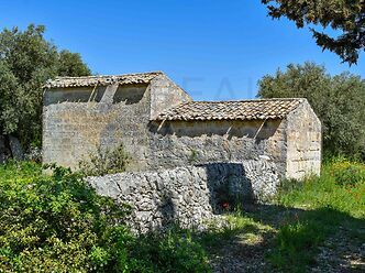 Casalino Felixi