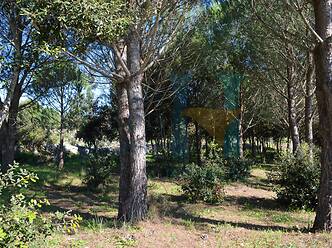 Parco Rupestre