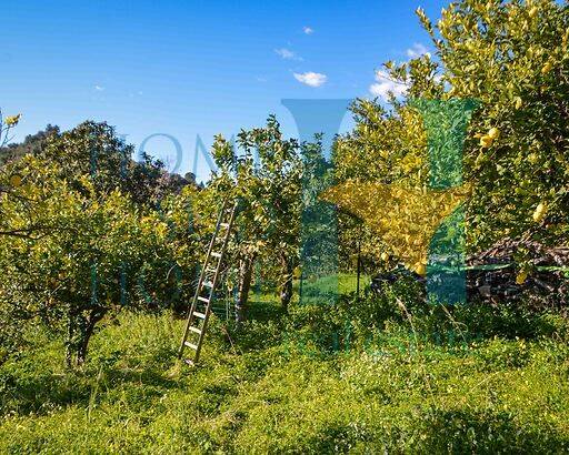 Limoneto Dei Saraceni